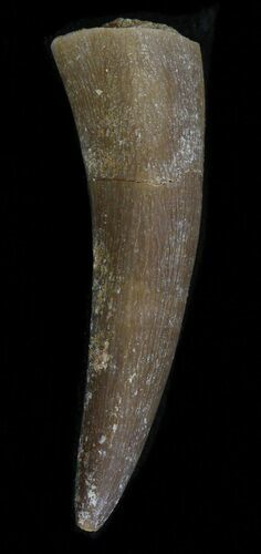 Fossil Plesiosaur Tooth - Morocco #39837